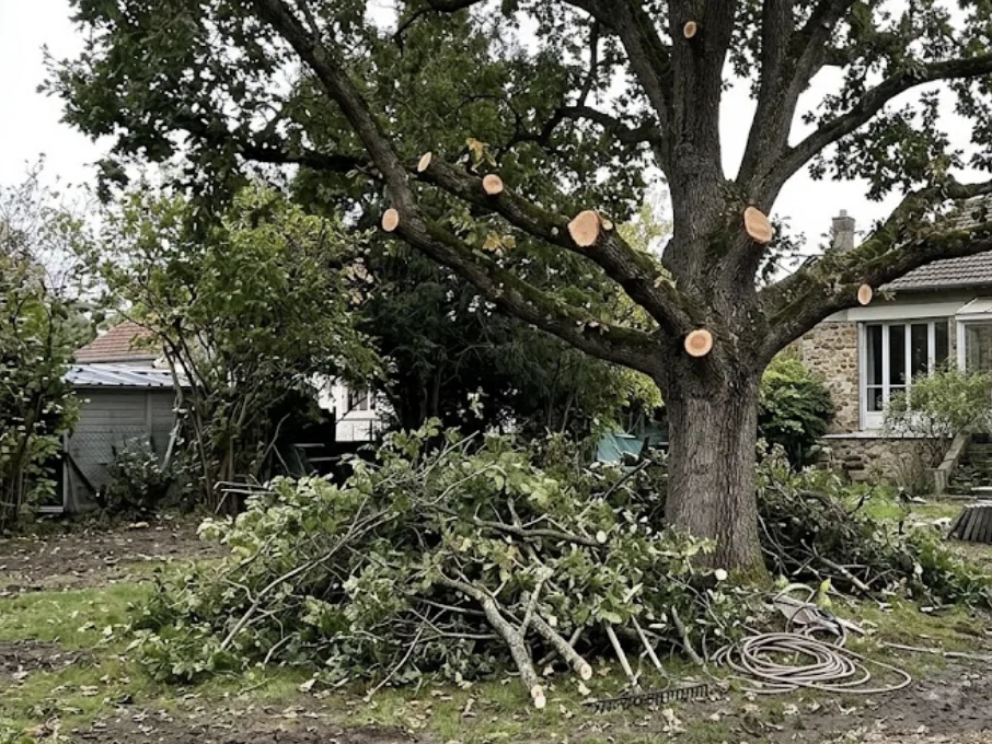 Chêne élagué avec coupes fraîches dans un jardin à Chatou