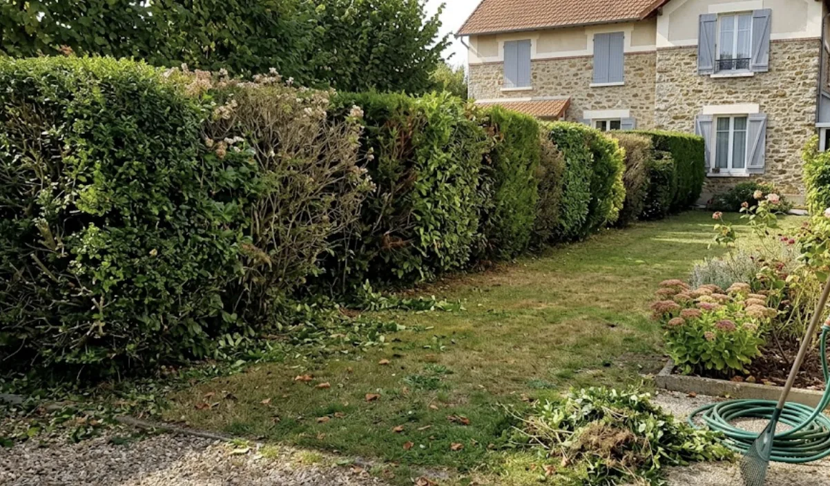 Haie en cours de remise en état dans un jardin à Chatou